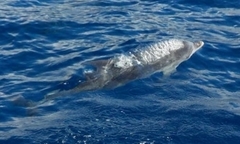 Stenella frontalis