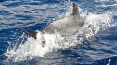 Stenella frontalis