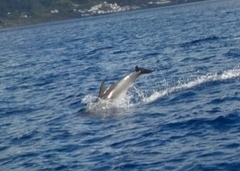 Stenella frontalis