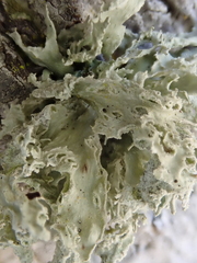 Ramalina canariensis