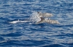 Stenella frontalis