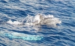 Stenella frontalis