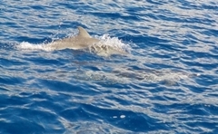 Stenella frontalis