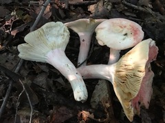 Russula flavisiccans