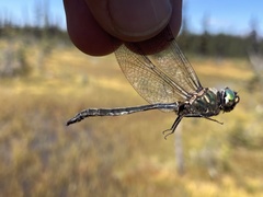 Somatochlora brevicincta