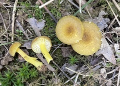 Hygrocybe caespitosa