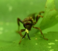 Cratichneumon pteridis