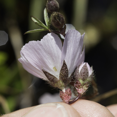 Sidalcea calycosa calycosa
