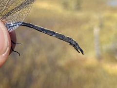 Somatochlora brevicincta