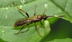 Cratichneumon pteridis