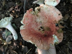 Russula flavisiccans