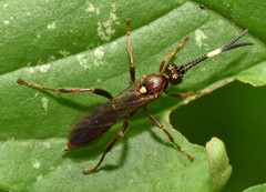 Cratichneumon pteridis