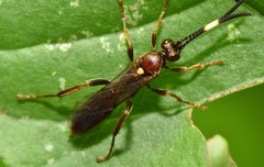 Cratichneumon pteridis
