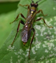 Cratichneumon pteridis
