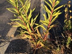 Solidago sempervirens