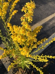 Solidago sempervirens