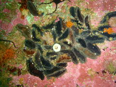 Pentacta doliolum