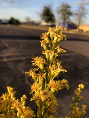 Solidago sempervirens