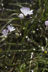 Sidalcea calycosa calycosa
