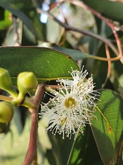 Eucalyptus ovata