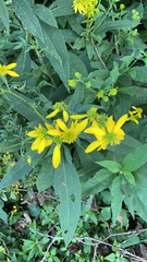 Verbesina alternifolia