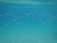 Atherinops affinis