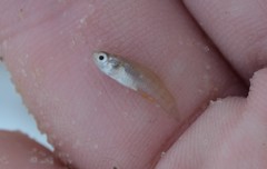Fundulus grandis