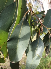 Eucalyptus ovata