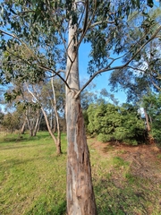 Eucalyptus ovata