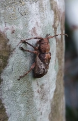 Pterolophia annulata