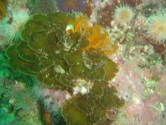 Exallosorus harveyanus