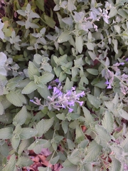 Nepeta racemosa racemosa