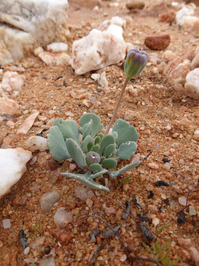 Othonna taraxacoides, Steinkopf