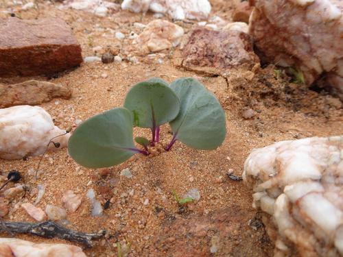 Othonna taraxacoides