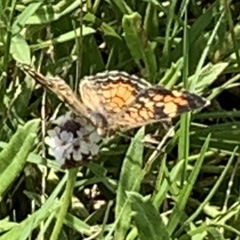Phyciodes phaon