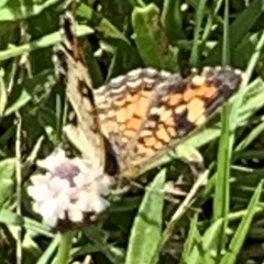 Phyciodes phaon