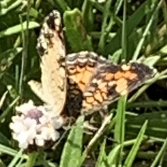 Phyciodes phaon