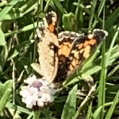 Phyciodes phaon