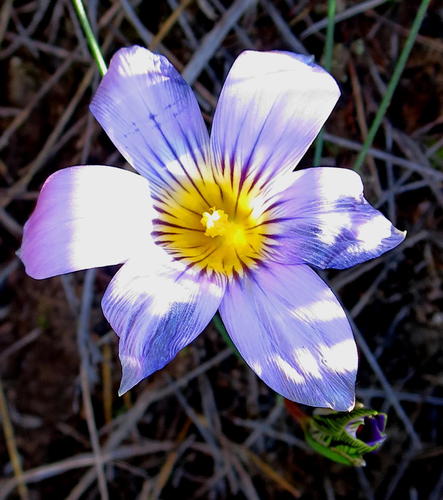 Romulea vlokii
