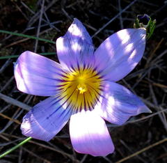 Romulea vlokii