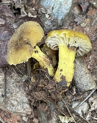 Hygrocybe caespitosa