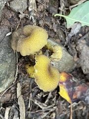 Hygrocybe caespitosa