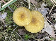 Hygrocybe caespitosa