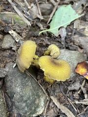 Hygrocybe caespitosa