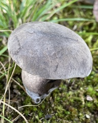 Tylopilus alboater
