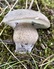 Tylopilus alboater