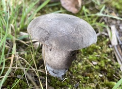 Tylopilus alboater