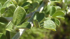 Psoralea hirta