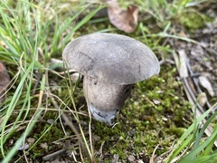 Tylopilus alboater