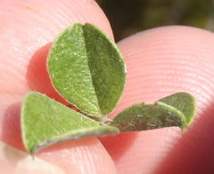 Psoralea hirta